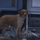 Image for article titled My Journey To Photograph All The Wildlife In The Division 2